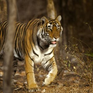 Ranthambore & Jaipur Escape with Tiger Safari Special