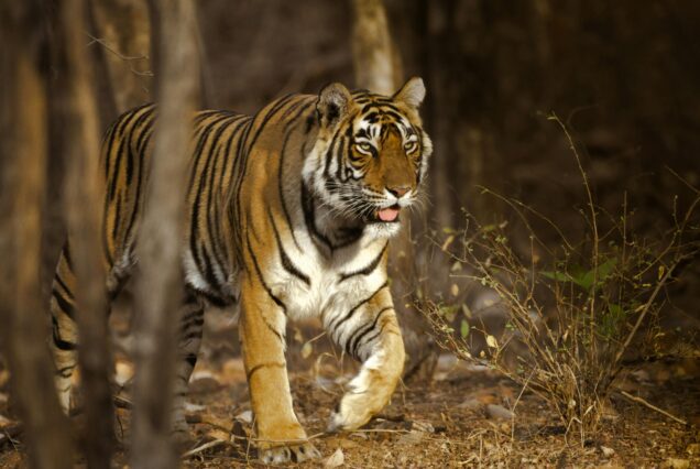 Ranthambore & Jaipur Escape with Tiger Safari Special